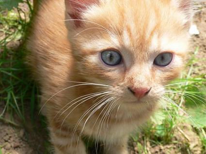 Ojos Azules 1 - cat Breeds | კატის ჯიშები | katis jishebi